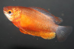 Colisa Labiosa Red